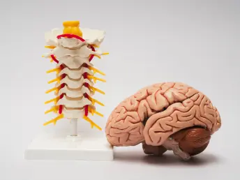 brain & spine consultation